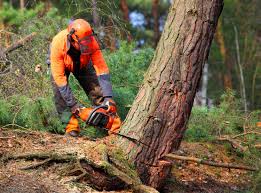 Best Hazardous Tree Removal  in Clara City, MN