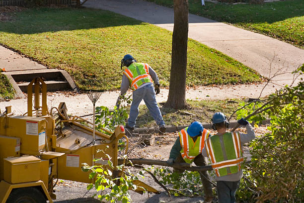 How Our Tree Care Process Works  in Clara City, MN