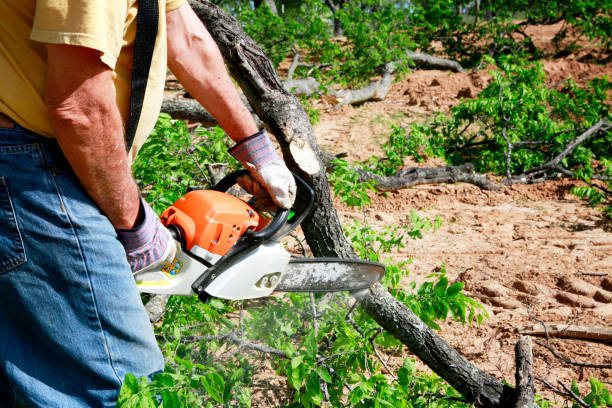 Best Fruit Tree Pruning  in Clara City, MN